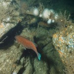 Ballen Wrasse