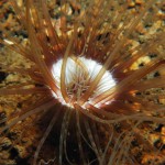Burrowing Anemone