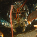 Common Lobster