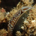 Common Mussel