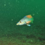 Male Cuckoo Wrasse