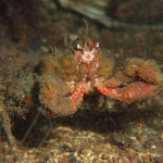 Decorator Crab