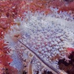 Discodoris Planate