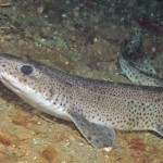 Lesser Spotted Dogfish