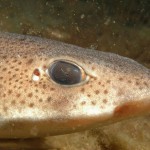 Lesser Spotted Dogfish
