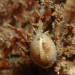 European Cowrie