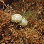 European Cowrie