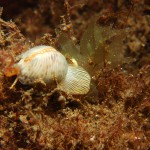European Cowrie