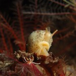 European Cowrie