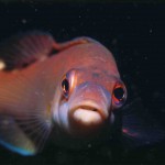 Female Cuckoo Wrasse
