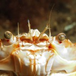 Harbour Crab