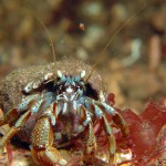 Hermit Crab