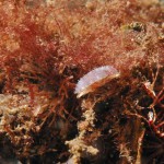 Juvenile King Scallop
