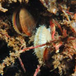 Juvenile King Scallop