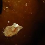 Juvenile King Scallop