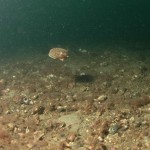 King Scallop