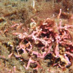 Juvenile King Scallop on Maerl Bed