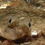 Lemon Sole