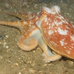 Common Octopus