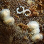 Onchidoris Bilamellata with spawn coils