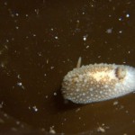 Onchidoris Bilamellata