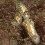Three Onchidoris Bilamellata