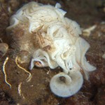 Onchidoris Bilamellata with spawn