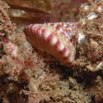 Painted Top Shell with Skirt