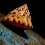 Painted Top Shell
