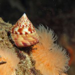 Painted Top Shell