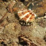 Juvenile Queen Scallop