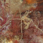 Spider Crab