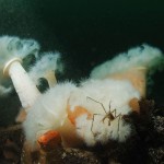 Spider Crab on Plumose Anemone