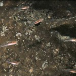 Two Spot Gobies