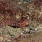 Butterfish