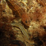 Painted Goby & Paddle Worm