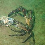 Velvet Crab feeding on Common mussel (note the byssus threads exuding from the mussel as a defence action)